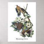Colombe de deuil, John Audubon Posters