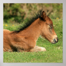 Colt se reposant dans la copie d'herbe posters