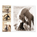 Colts sera Colts - collage de mustang Photographes