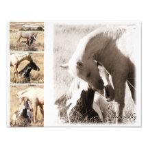 Colts sera Colts - collage de mustang Photographes