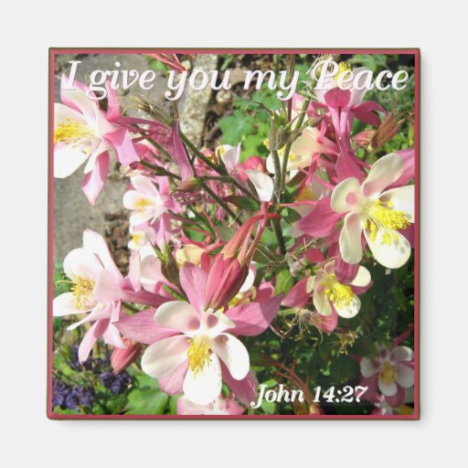 Columbines roses magnets pour réfrigérateur