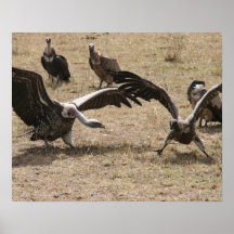 combat de vautour affiches
