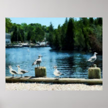 COMMENÇANT AU-DESSOUS DE $20 - mouettes chez Tucke Affiches