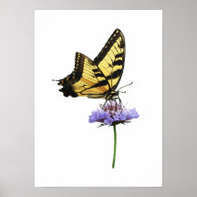 COMMENCER AU-DESSOUS DE $20 - machaon de tigre sur Affiches