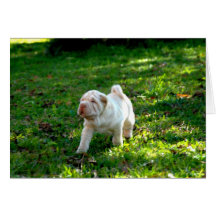 Compagnons loyaux : Shar-pei Carte De Vœux