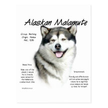 Conception d'histoire de Malamute d'Alaska Carte Postale