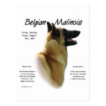 Conception d'histoire de Malinois de Belge Cartes Postales