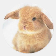 Conception heureuse de Pâques de lapin mignon de b Adhésifs Ronds