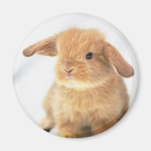 Conception heureuse de Pâques de lapin mignon de b Magnets Pour Réfrigérateur
