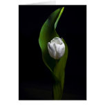 Conceptions de tulipe carte de vœux