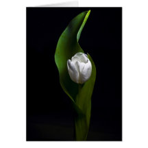 Conceptions de tulipe carte de vœux