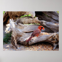 Conducteur d'oiseau de McDiDi Posters