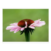 Coneflower Cartes Postales