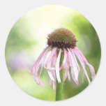 Coneflower pâle - echinacée Pallida Autocollants