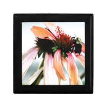 Coneflower pourpre et abeille boîtes à babioles