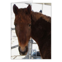 Conseil de mariage de cheval de TWH Cartes De Vœux