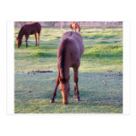 Consommation de cheval carte postale