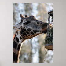 Consommation de girafe posters