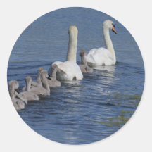 Convoi de cygnes autocollants