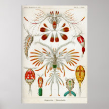 Copepoda (crustacés) posters