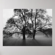COPIE - 2 grands arbres noir et blanc Poster
