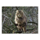 Copie animale à cheveux longs de photo d'animal fa