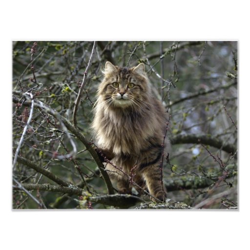Copie animale à cheveux longs de photo d'animal fa