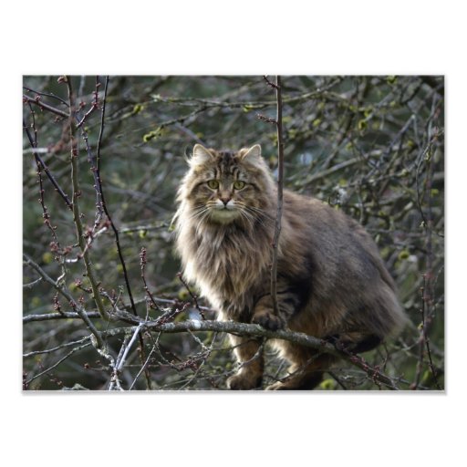 Copie animale à cheveux longs de photo d'animal fa