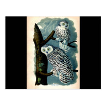 Copie antique de hibou de Milou d'histoire naturel Carte Postale