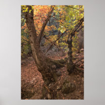 Copie : Arbre #4 de Knarly Posters