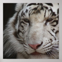 Copie blanche de tigre posters