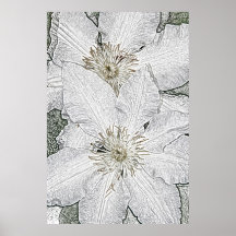 Copie blanche de toile de deux fleurs de clématite posters