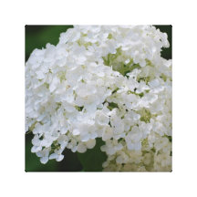Copie blanche de toile d'hortensia impressions sur toile