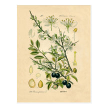 Copie botanique antique - prunellier cartes postales