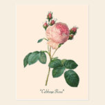 Copie botanique de rose de chou cartes postales
