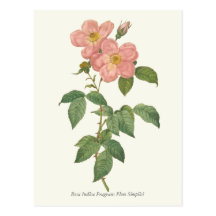 Copie botanique de rose vintage de rose carte postale