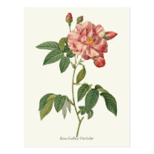 Copie botanique de rose vintage de rose cartes postales