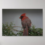 Copie cardinale de photographie d'oiseau posters