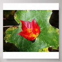 Copie cramoisie de toile de feuille posters