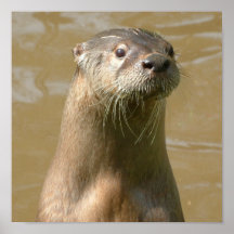 Copie curieuse d'affiche de loutre