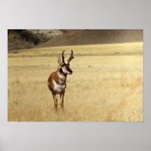 Copie curieuse d'antilope de Pronghorn Posters