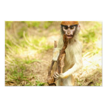Copie curieuse de singe de bébé photos sur toile