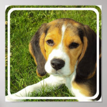 Copie d'affiche de beagle