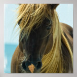 Copie d'affiche de cheval de mustang