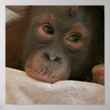 Copie d'affiche de chimpanzé de bébé