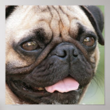 Copie d'affiche de chiot de carlin