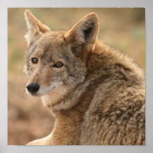 Copie d'affiche de coyote