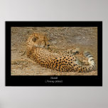 Copie d'affiche de guépard