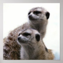 Copie d'affiche de Meerkat