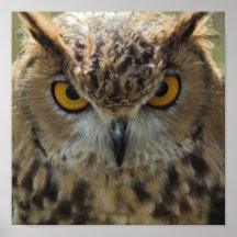 Copie d'affiche de photo de hibou
